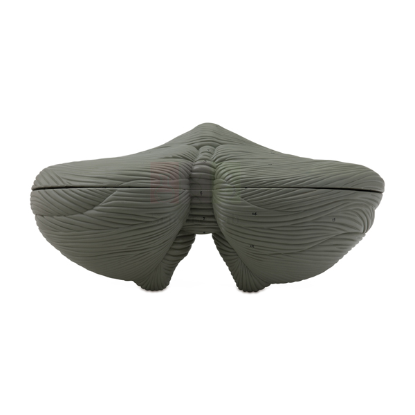 Enlarged Human Cerebellum Model